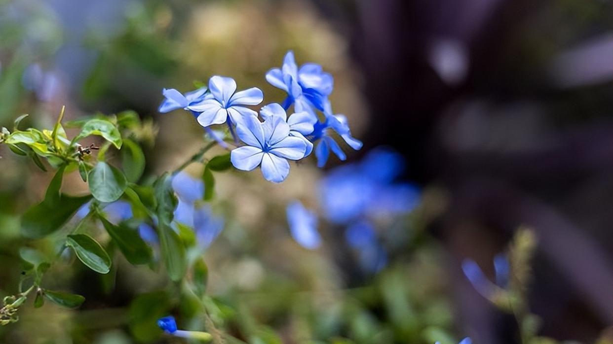 看看花市最受欢迎的6种花,这5种花再好看也别乱养
