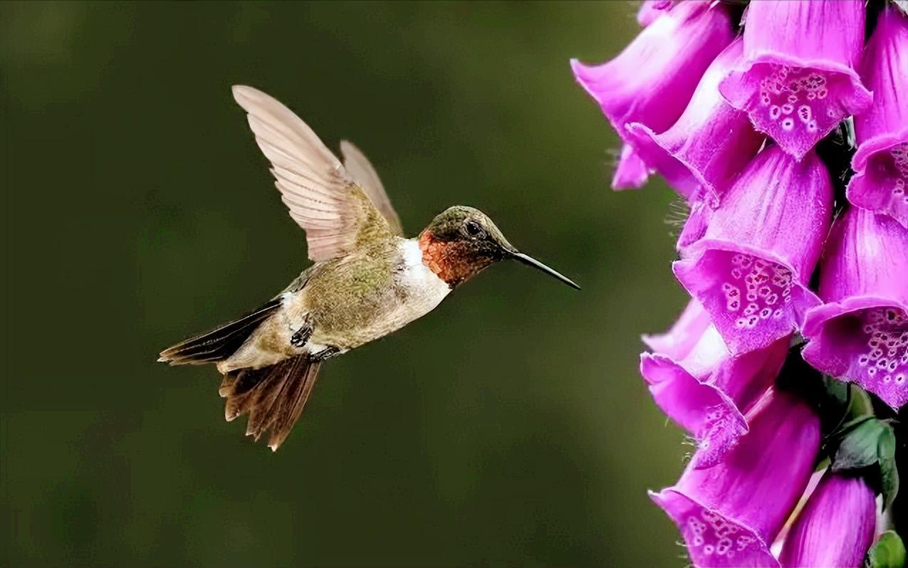 世界十大最凶残的昆虫,最强大最残暴的昆虫