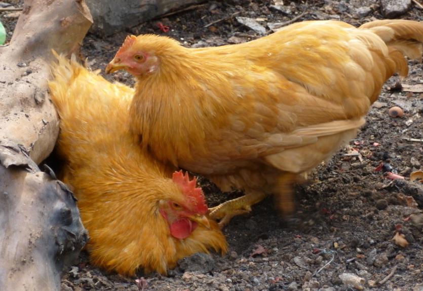 滑液囊支原体用哪个类型抗生素,滑液囊支原体经典治疗方案