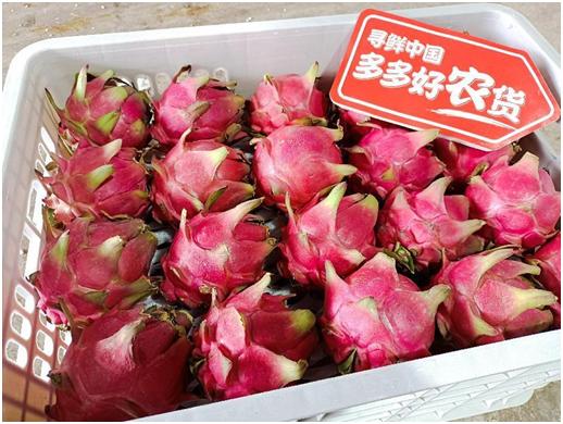 罗甸火龙果成为致富果,广西丰产火龙果