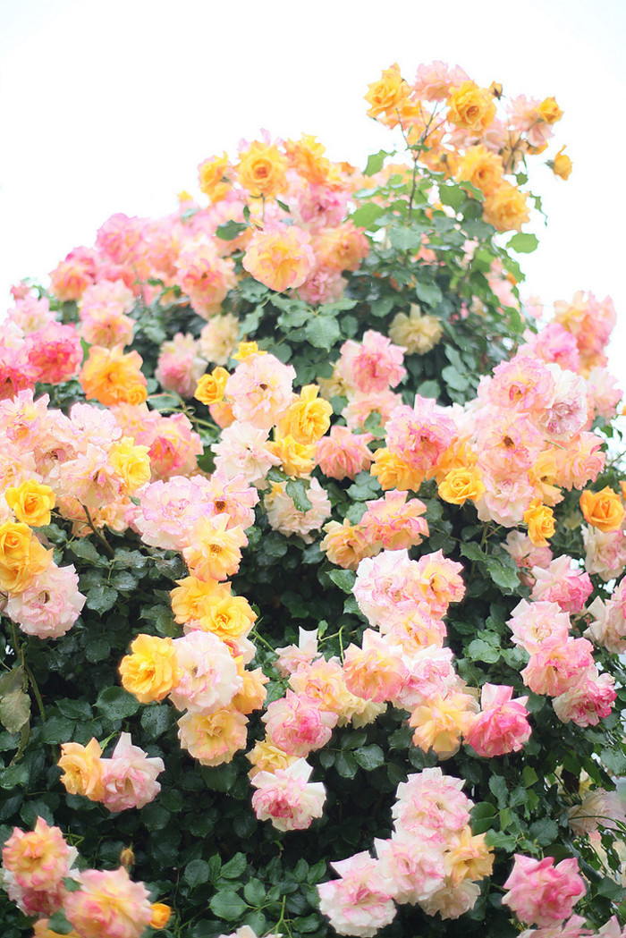 浅色壁纸高清图片花,超仙闺蜜壁纸动漫紫色和粉色