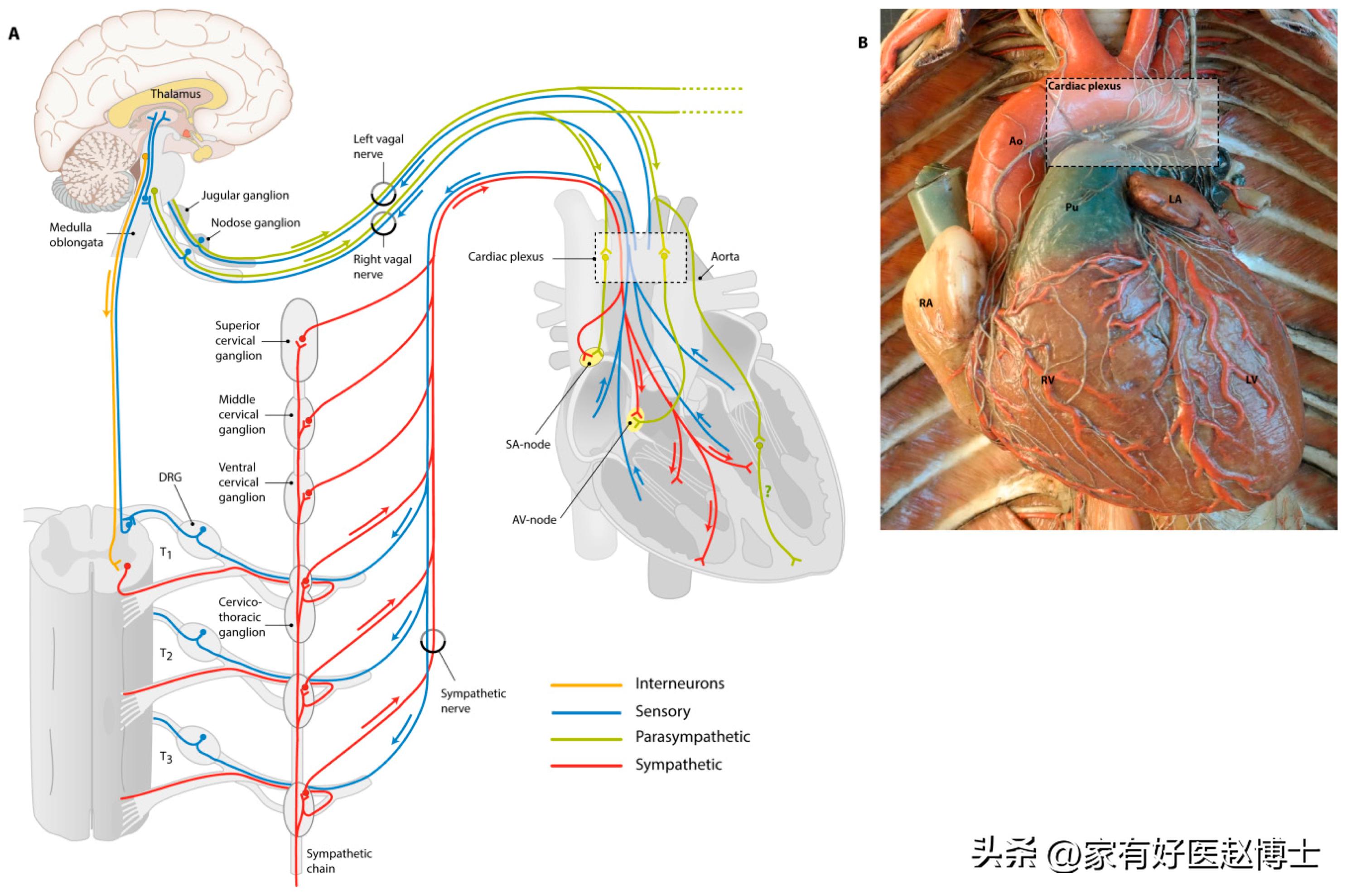 阳后一阵一阵的心慌是怎么回事,阳后一平躺就心慌怎么回事