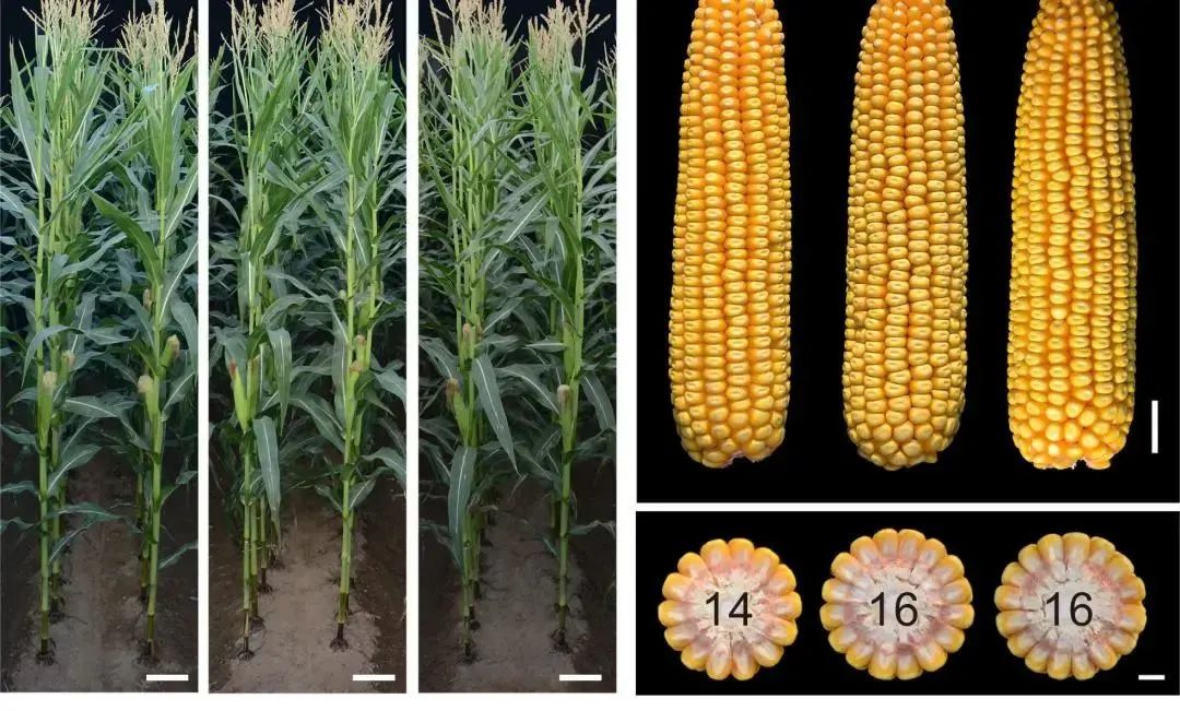 院士评选十大科技进展,两院院士十大科技进展