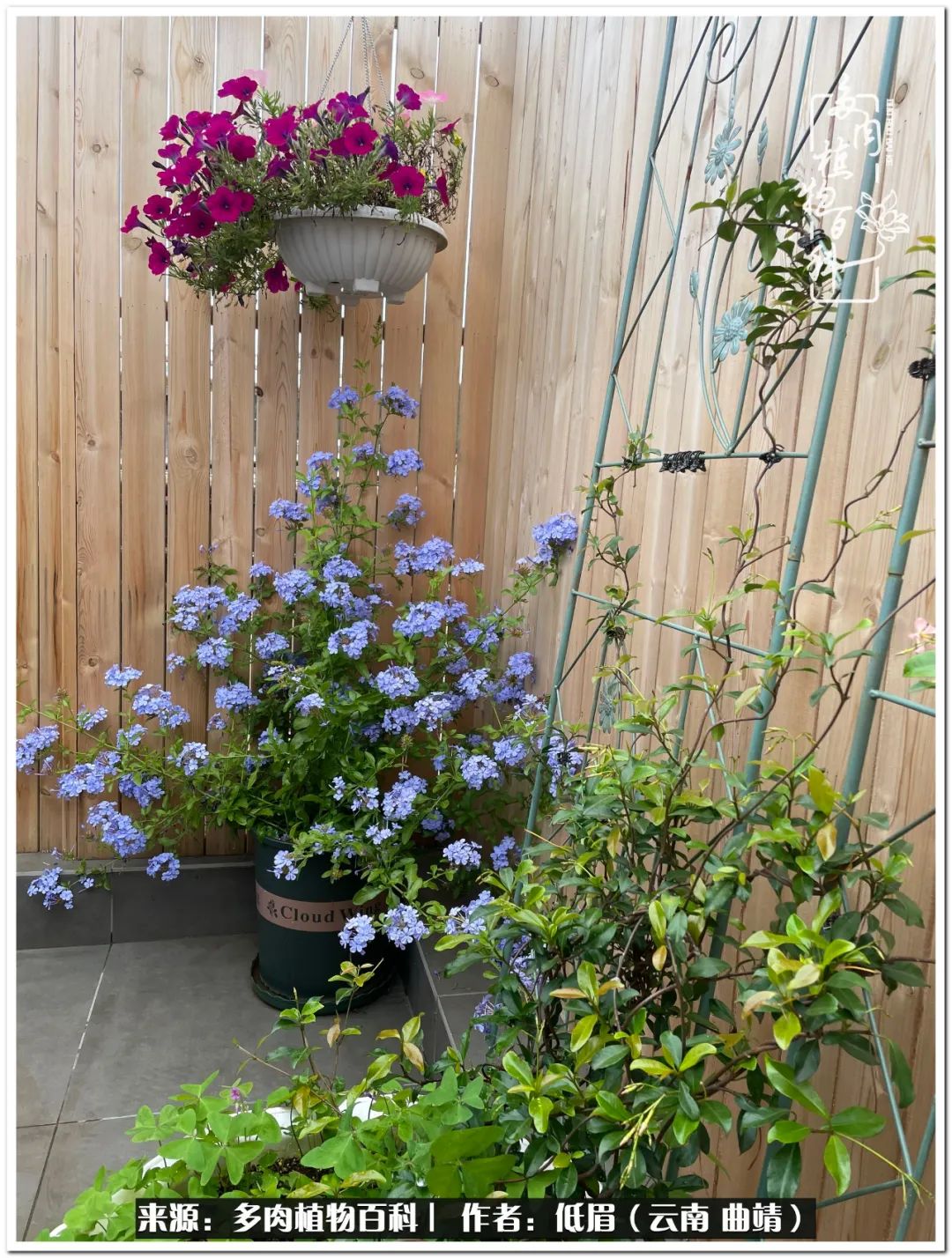 养了七年多肉,养了八年的肉肉终于开花了