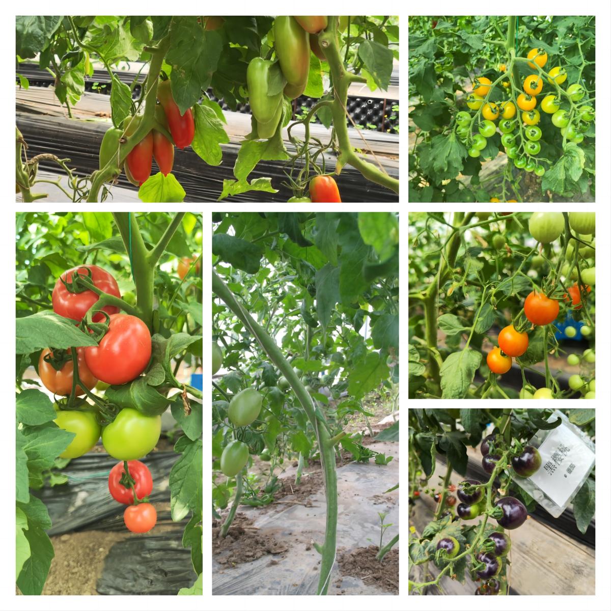 全市设施蔬菜产业链现场观摩,市农科所蔬菜新品种观摩会