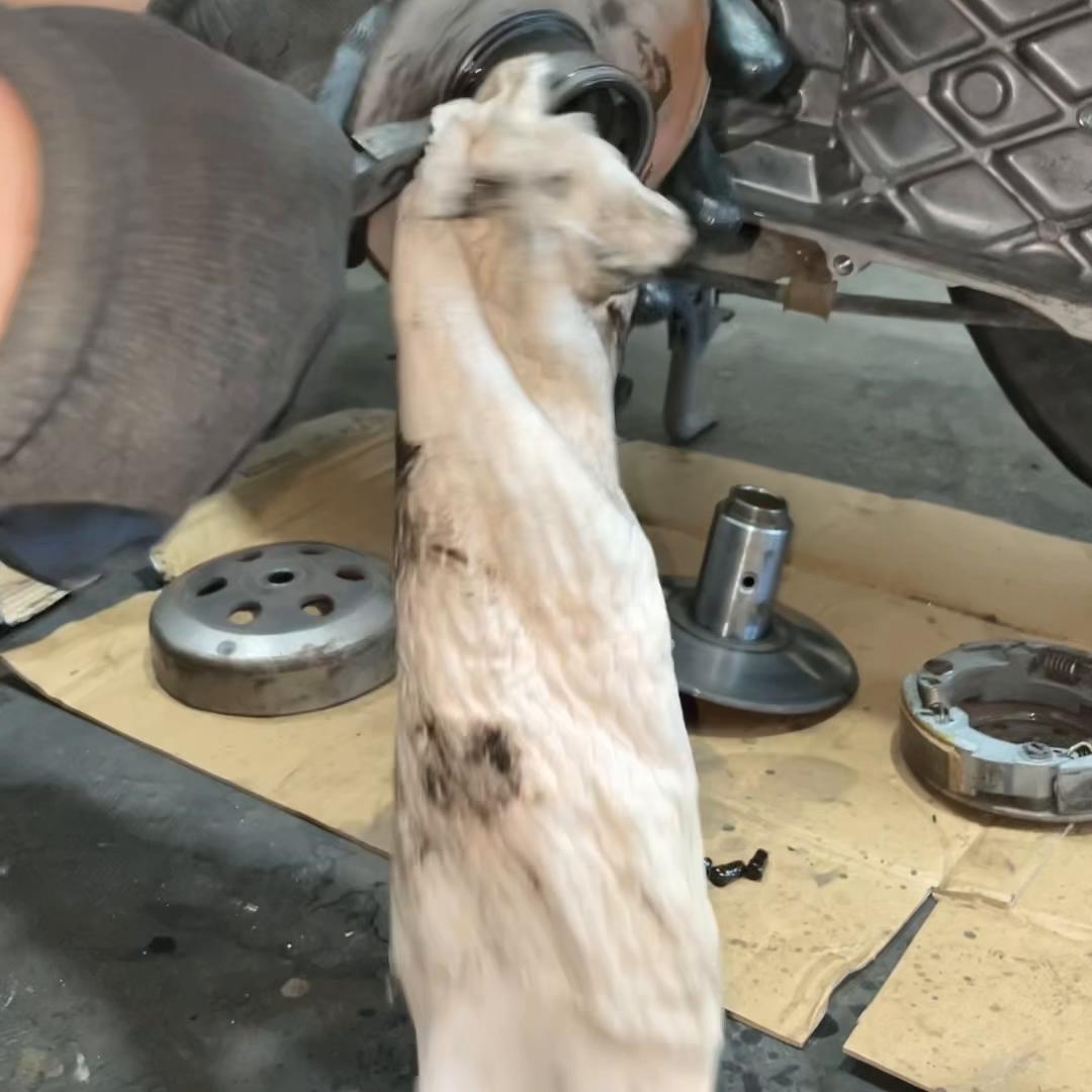 新大洲本田自由50皮带尺寸,新大洲本田自由today50火花塞拆卸