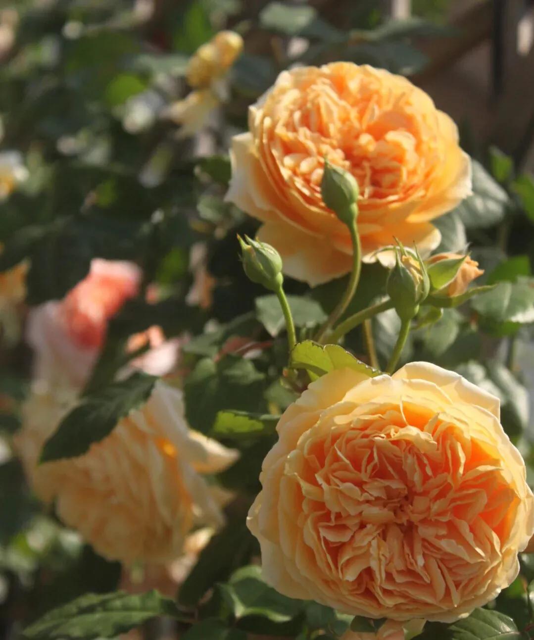 月季美图100张,妩媚动人的月季花图片