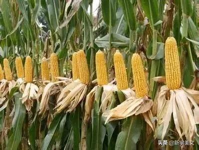 中国最优质的玉米,优质粮食玉米