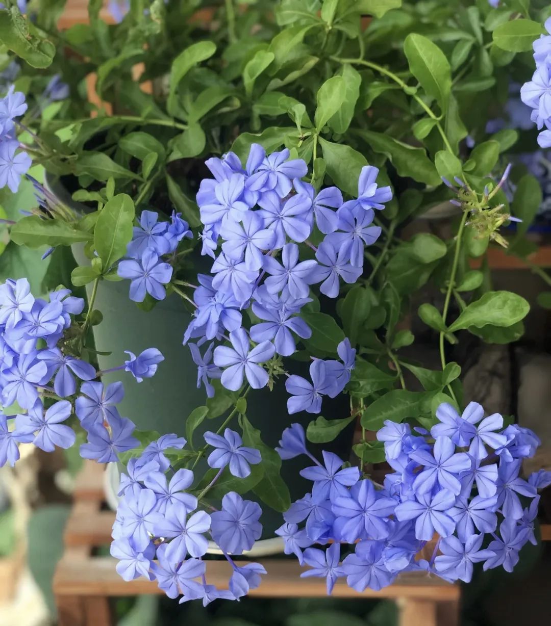 4个养花小窍门花越养越漂亮,懒人养花就选这10种花期长达8个月