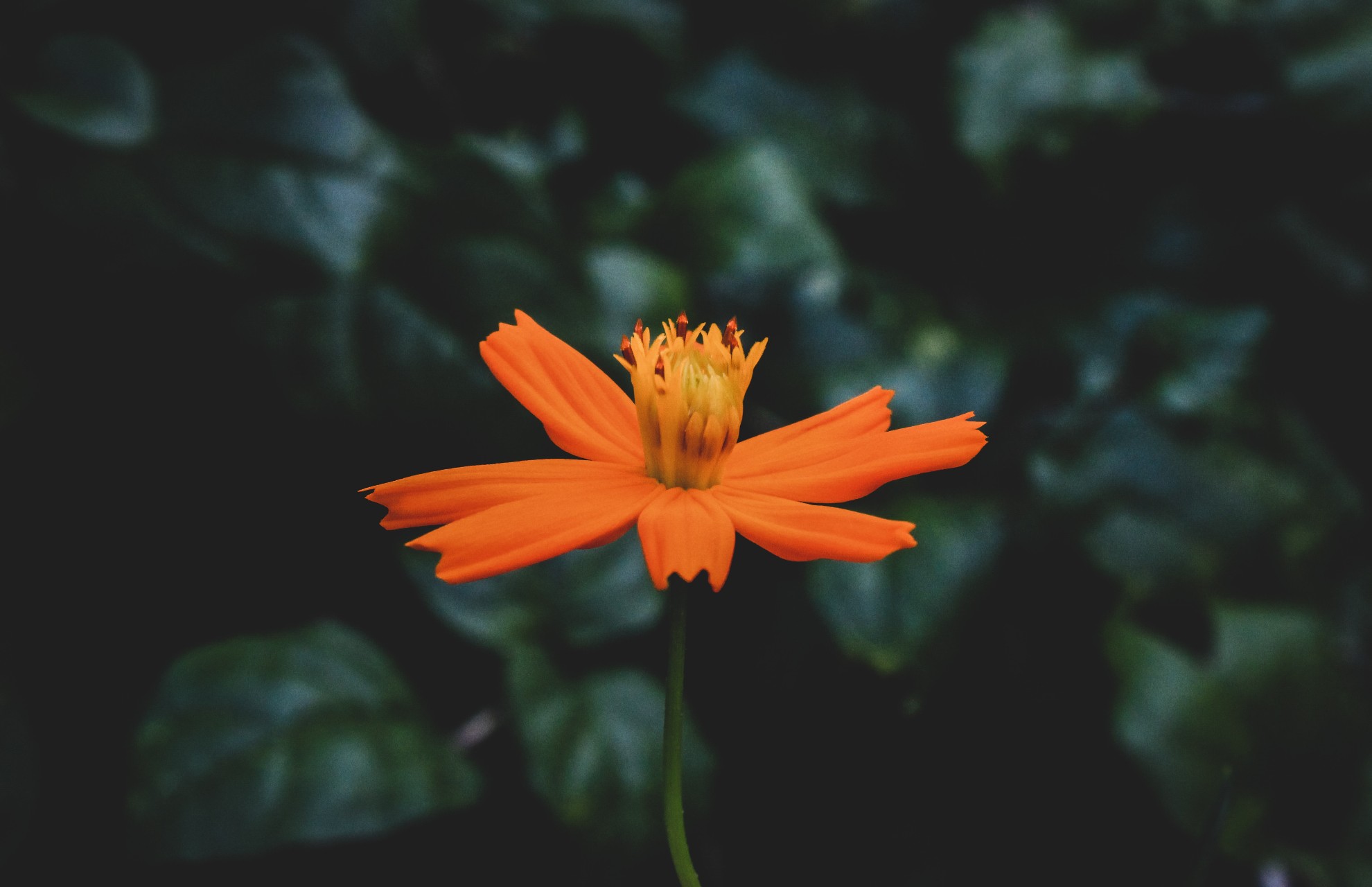 入心的情人一辈子都不会忘,入了心的情人是一生的牵挂