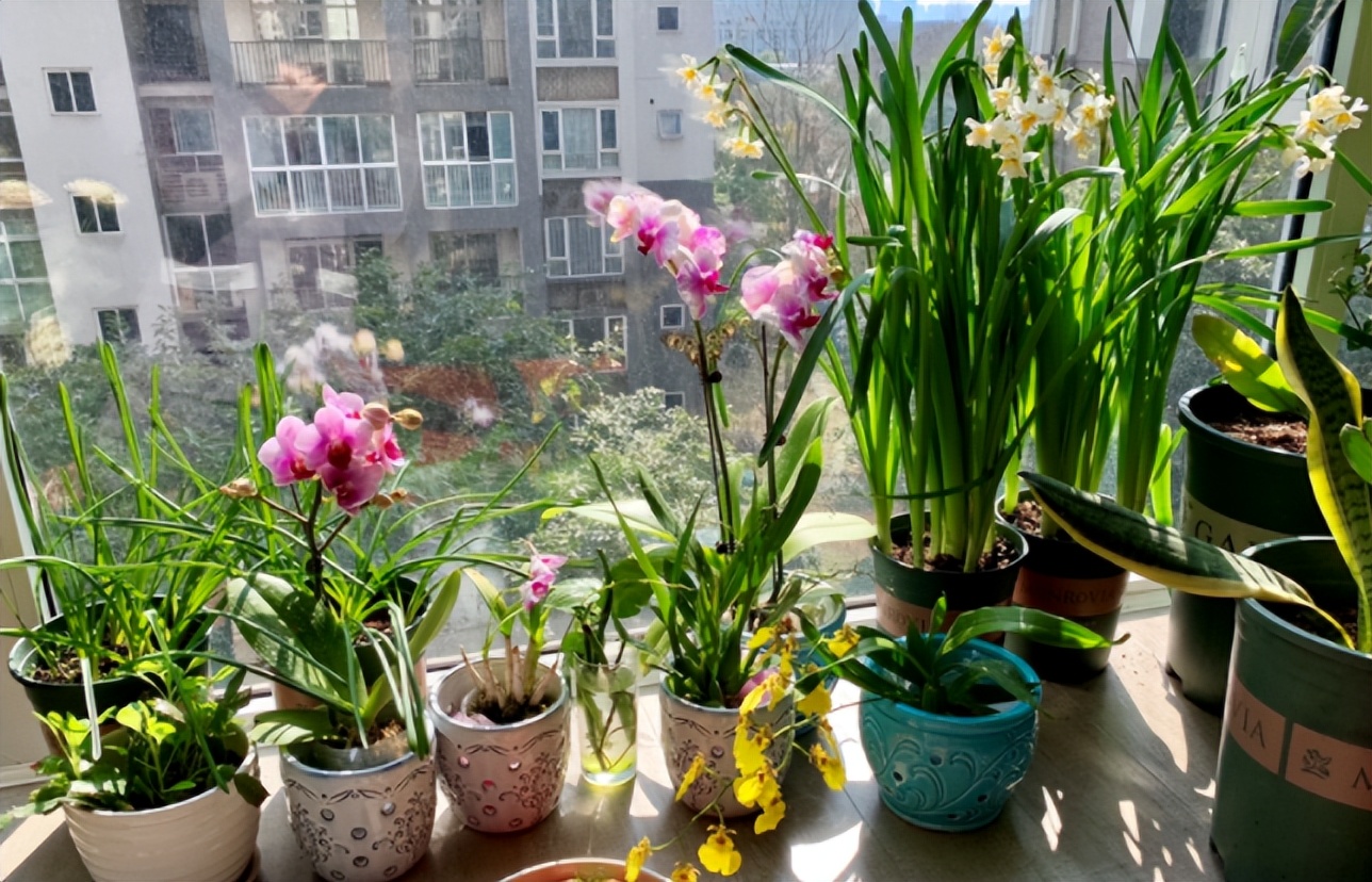 不想养的花太乱太杂哪些值得养,家中千万别养这8种毒花