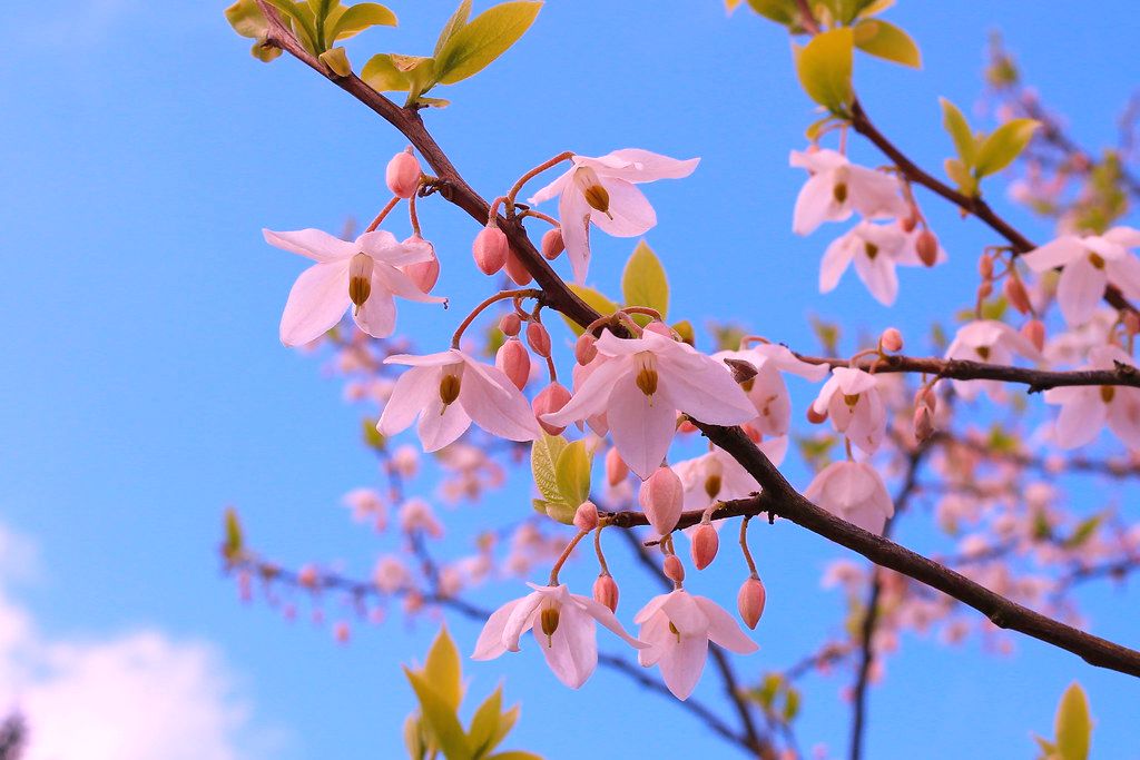 绿化一棵景观树多少钱,一百亩地的绿化树值多少钱