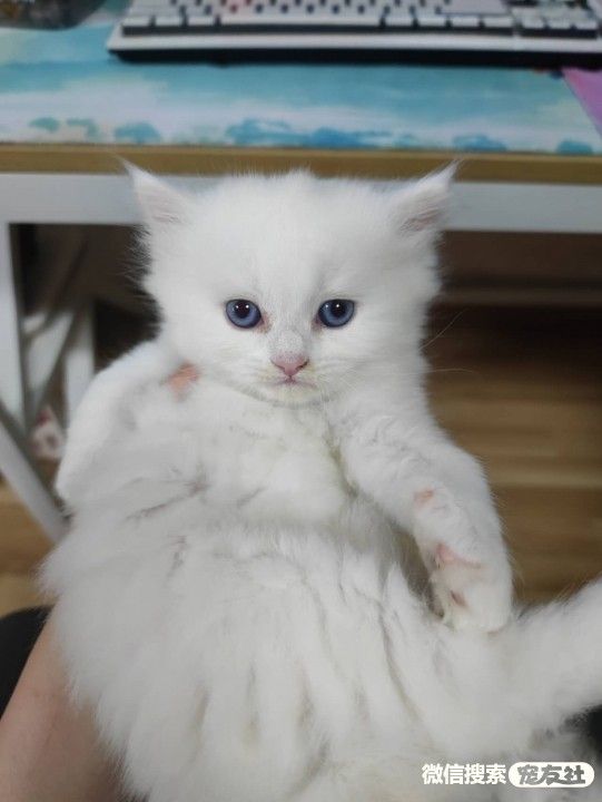 宠物领养、全国宠物*养送**、押金无偿免费领养 20220720