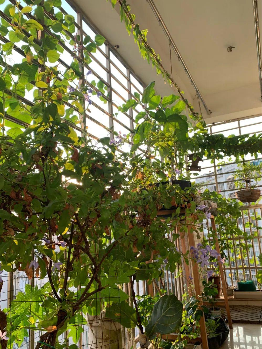 阳台适合种的果树蔬菜,阳台可以种植什么小果树