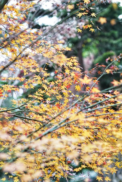 铔颁紡瀹堟湜,铔颁紡瀹堟湜鏄粈涔堟剰鎬濆晩