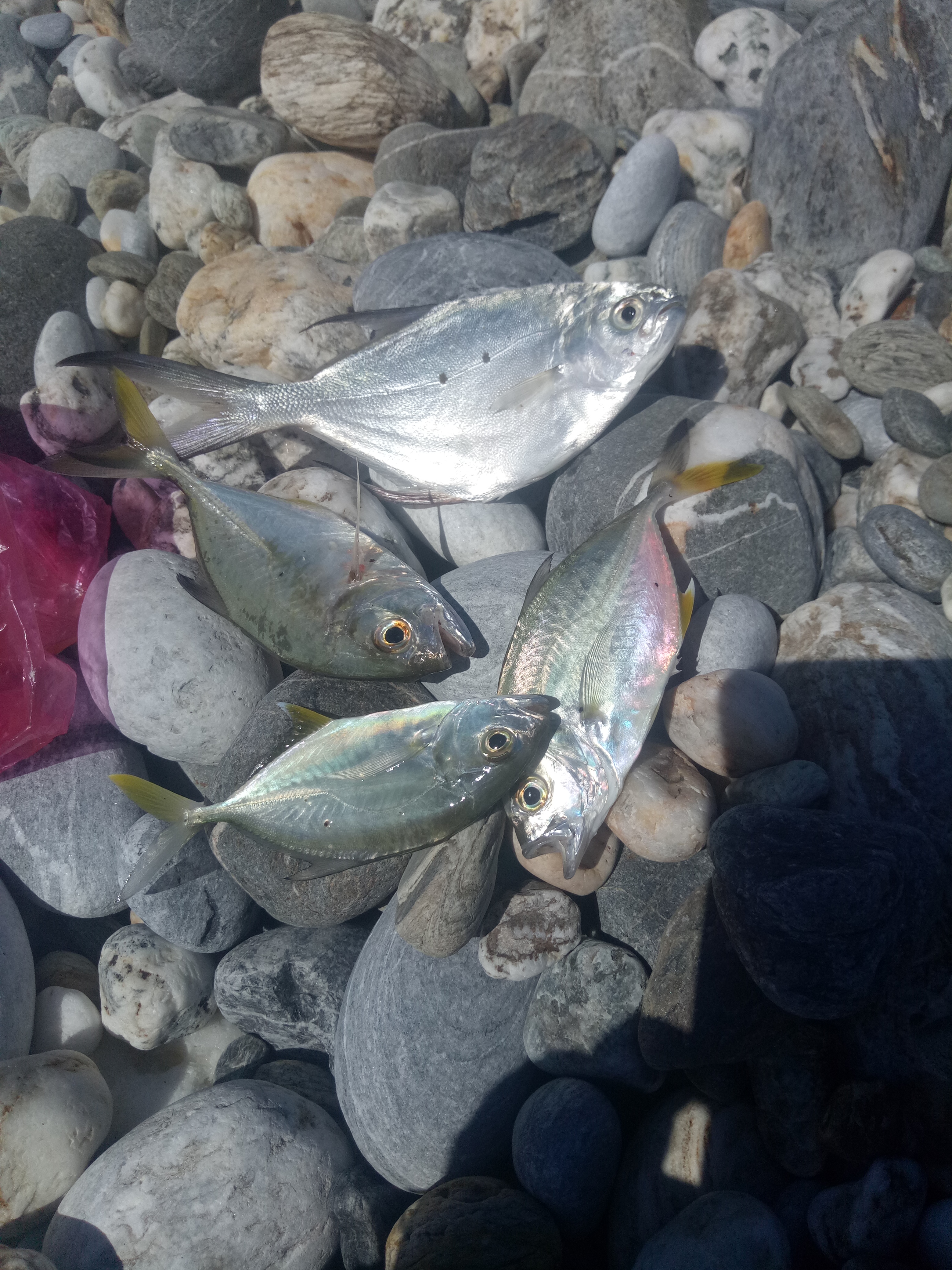 海钓花莲,花莲海钓视频全集