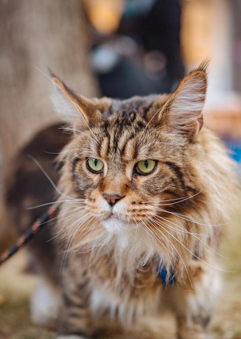 吐槽养宠物的人,为啥不建议养缅因猫