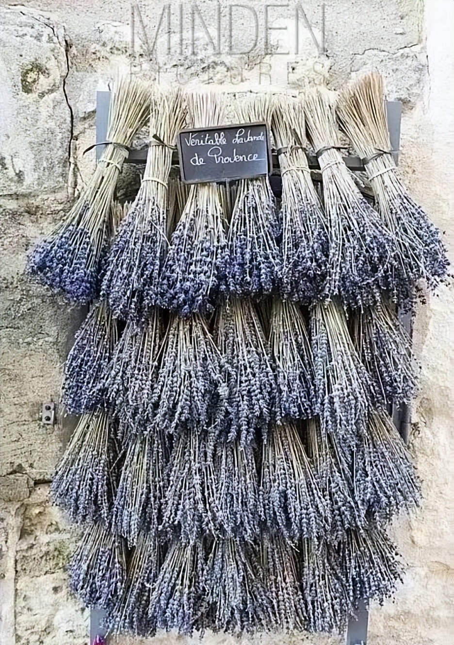 薰衣草，永不褪色的真爱，永不落幕的浪漫｜No.00162