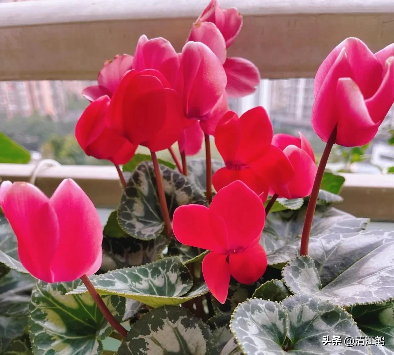 仙客来腐烂的挽救办法,仙客来病了怎么救活