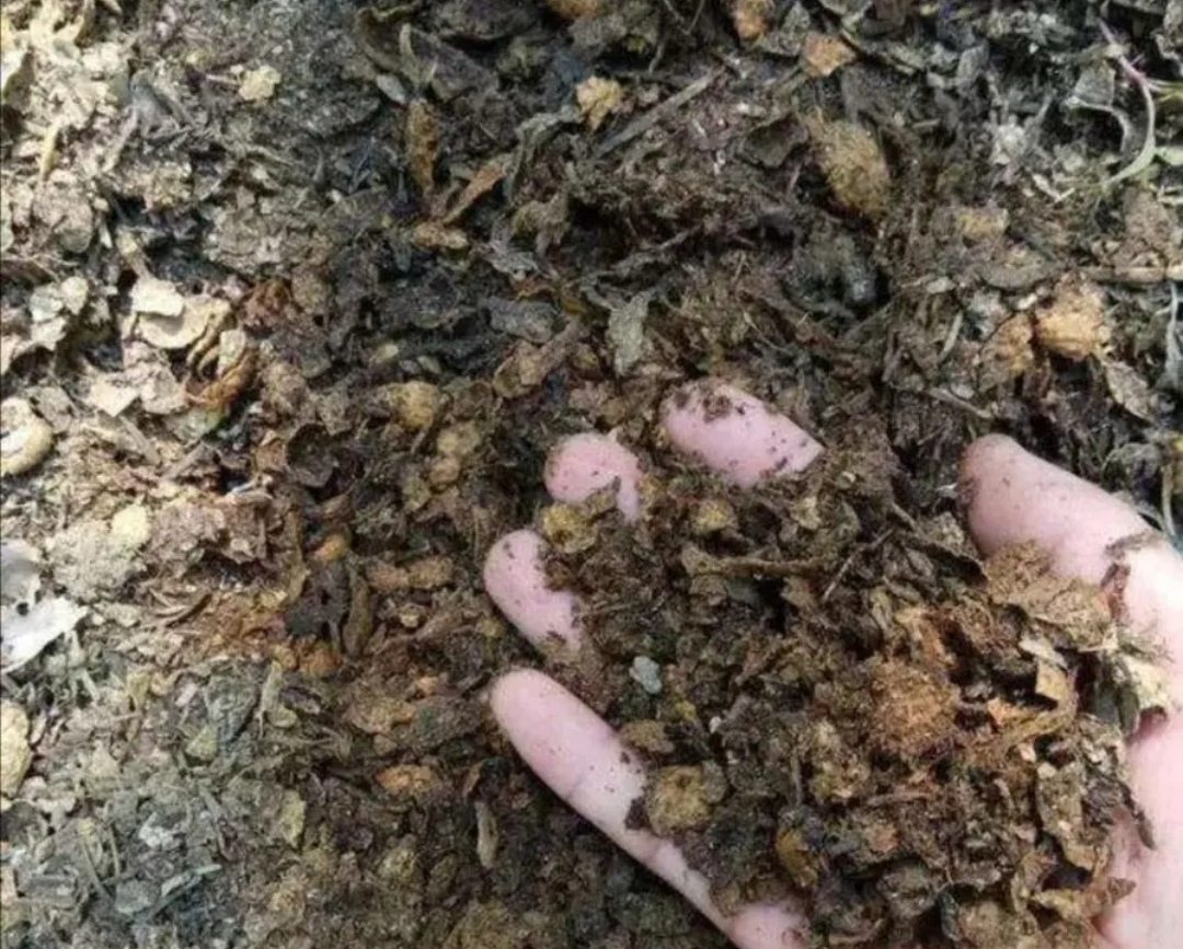 养花的旧土怎样培植成营养土,怎样培育肥沃的养花土