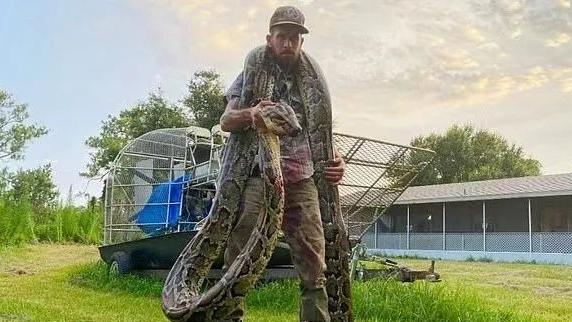 美国佛州最大缅甸蟒,美国蟒蛇泛滥原因