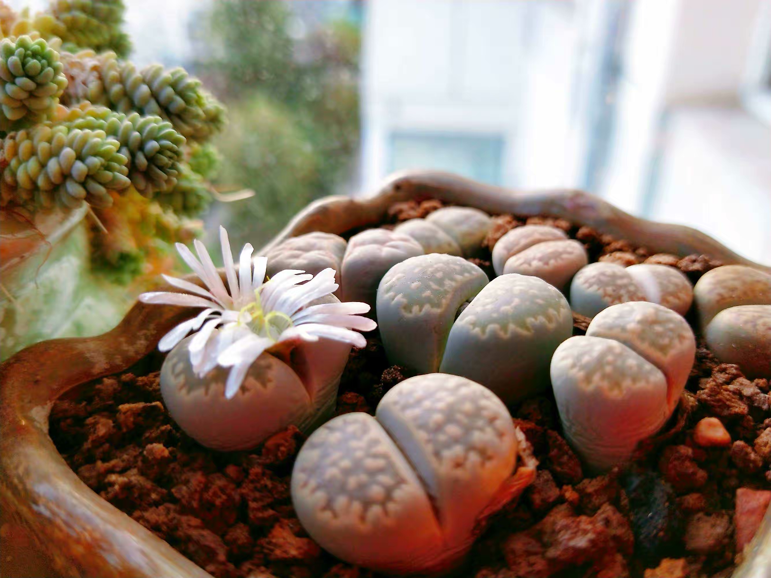 养了一年的生石花你们看品相如何,多肉生石花介绍养护方法推荐