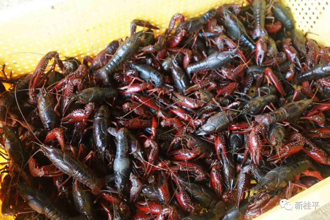 桂平：生态小龙虾错峰养殖助力乡村振兴