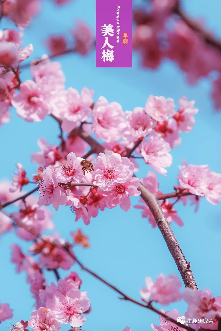 九种春花辨别,常见春花极简识别法