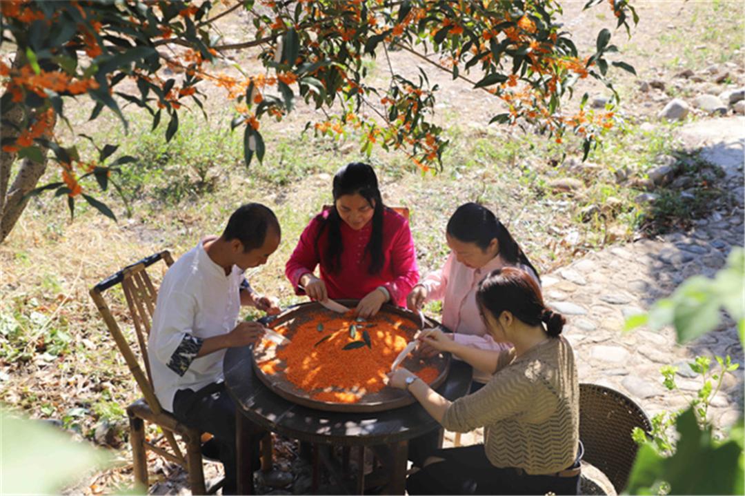 桂花九龙桂特征,桂花哪个品种做桂花茶