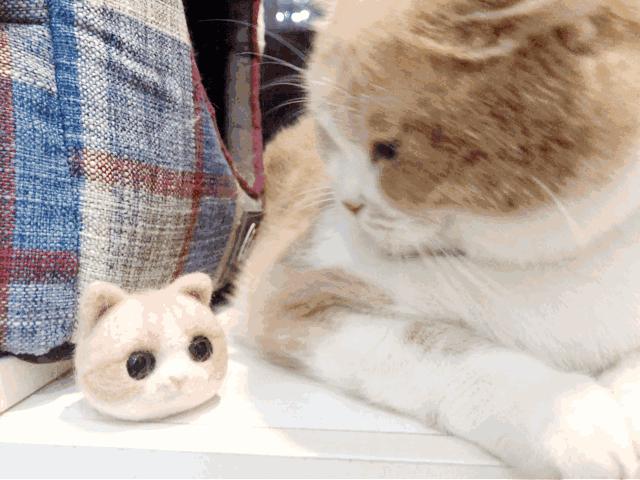 如何知道猫咪应激症状得到缓解,猫咪应激反应会出现哪些症状