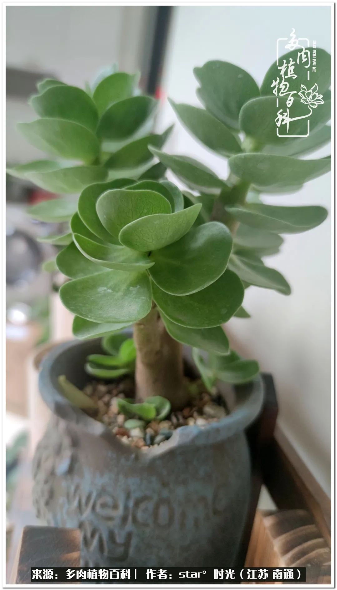 养花草怡心怡情,一棵多肉治愈心情