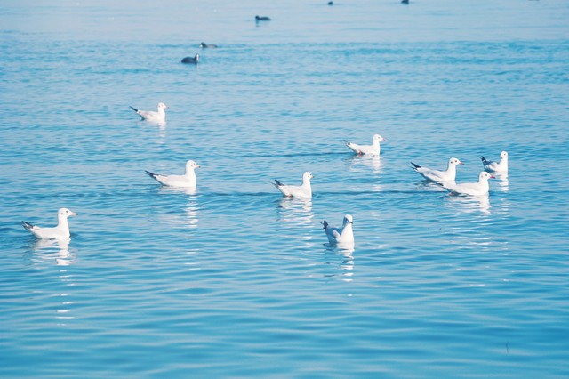 云南旅游推荐的普洱茶,普洱茶云南之旅