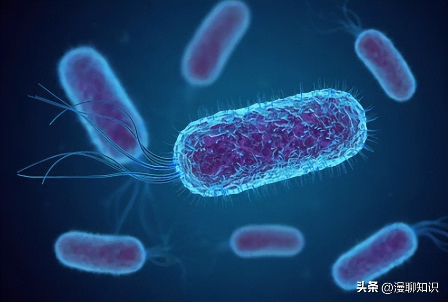 大肠杆菌的结构名称,大肠杆菌菌株基因型