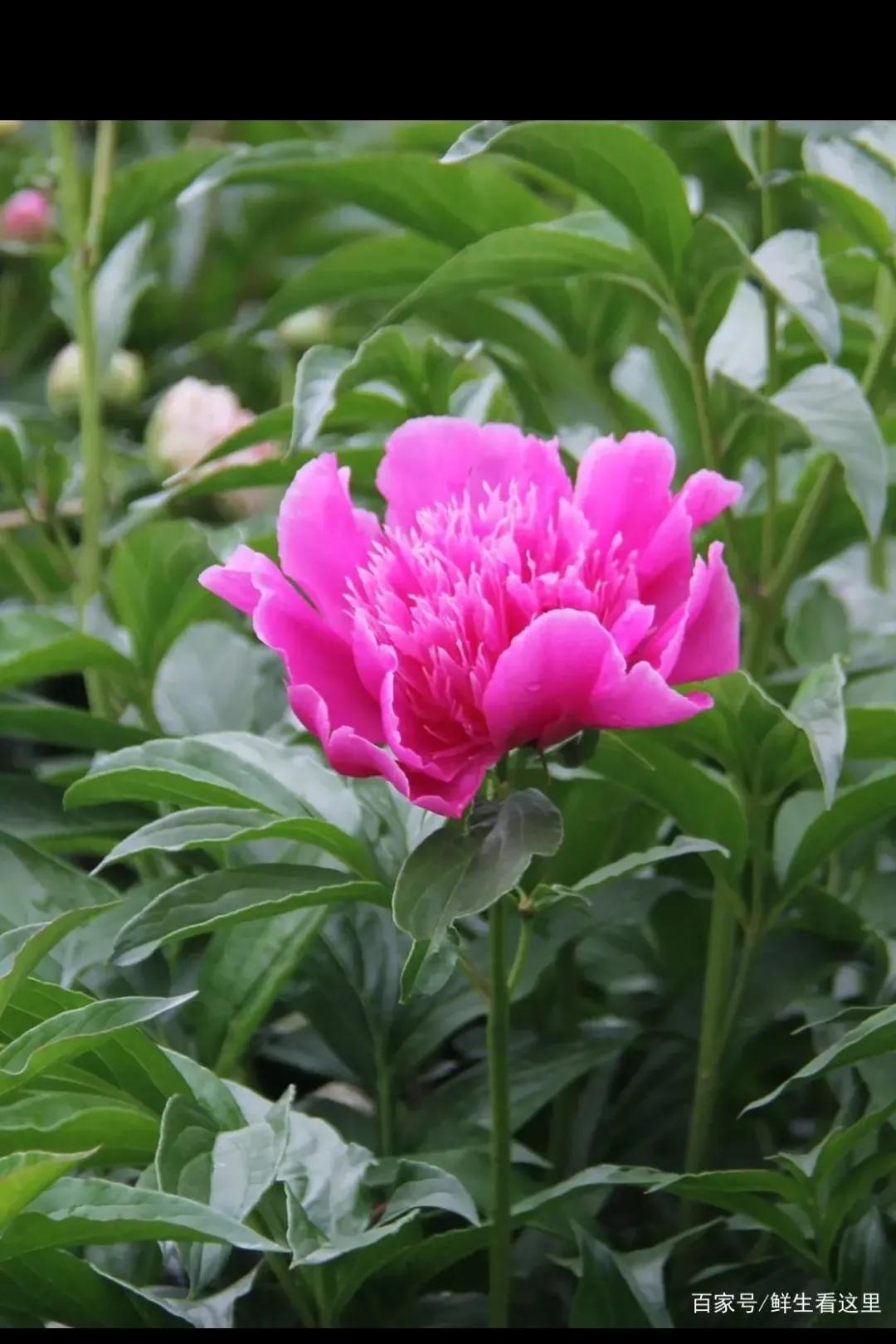 想家想爸爸妈妈,想家了想爸爸妈妈了怎么办