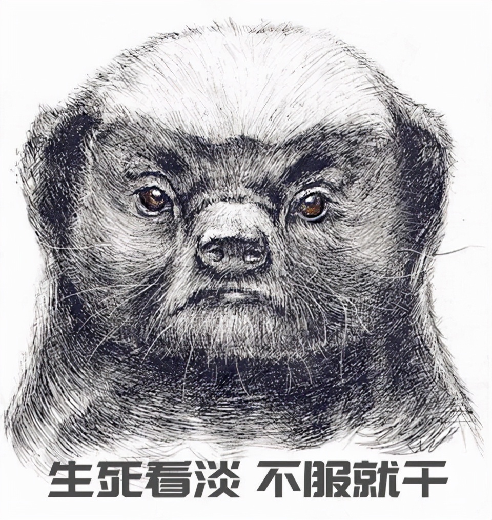 非洲“平头哥”蜜獾有多强？我来告诉你