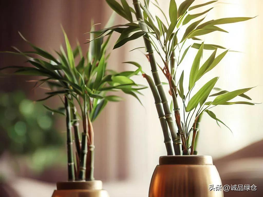 竹子草,竹子一生都是宝堪比草中霸王