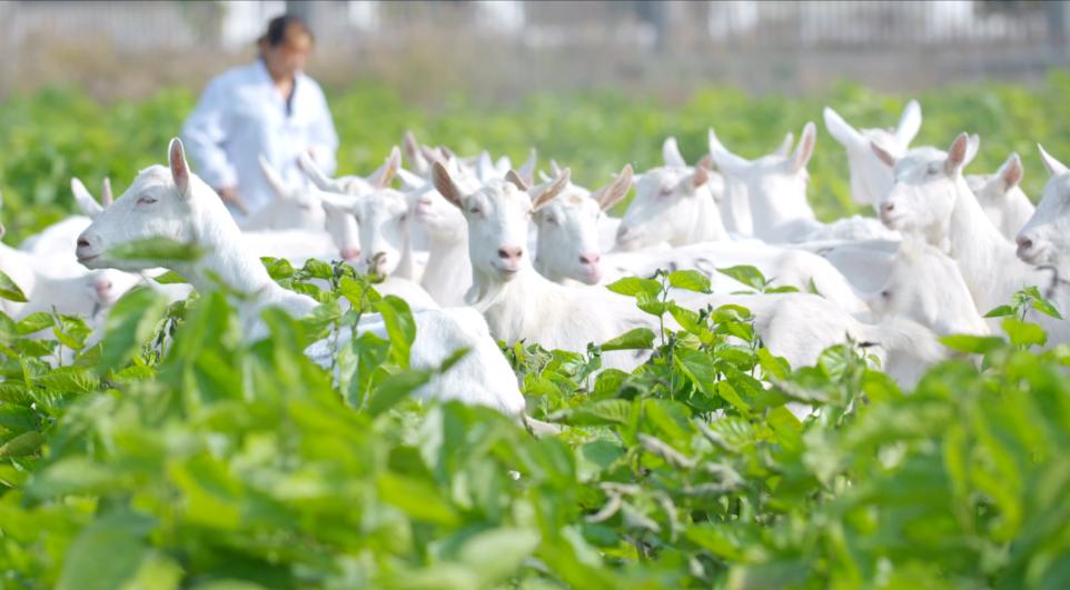 有机羊奶真的有机吗,有机羊奶哪里的最好