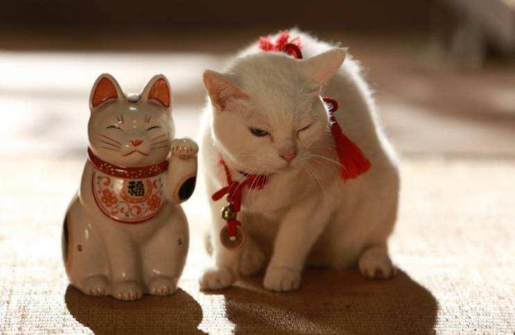 假如猫咪有表情,假如猫咪也有形态