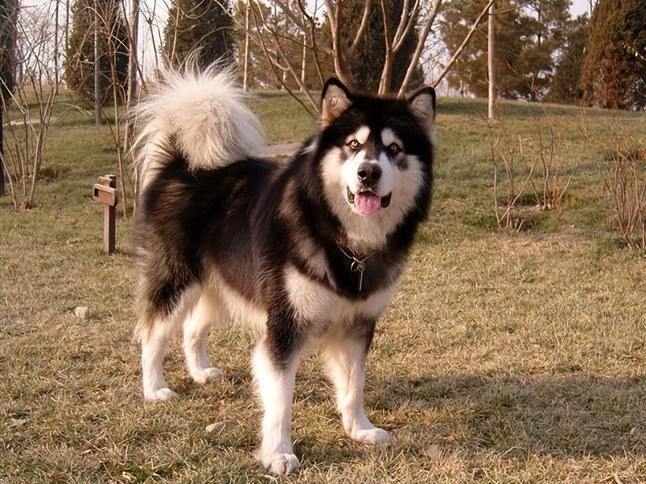 六种最常见的狗狗图片和名字,12种超惹人喜爱的狗狗你认识几种