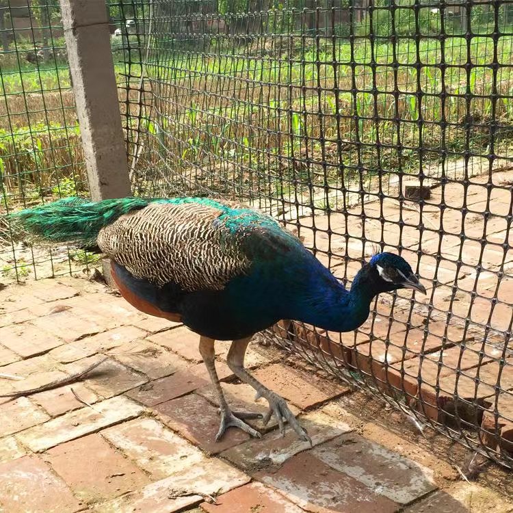 养孔雀主要靠什么赚钱,在农村养孔雀挣钱吗投资多少