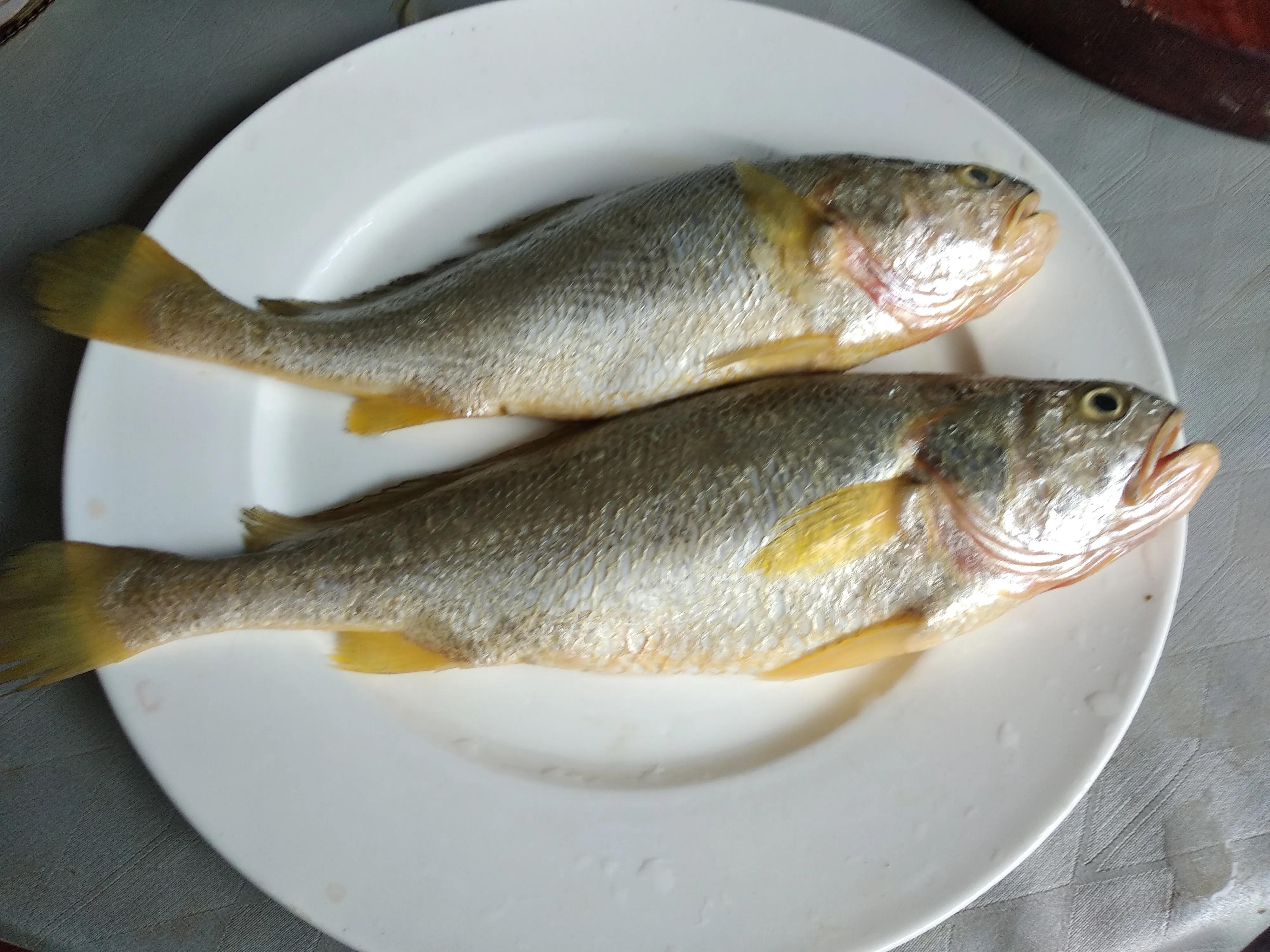 15种常见的海鱼,100种常见食用海鱼图谱