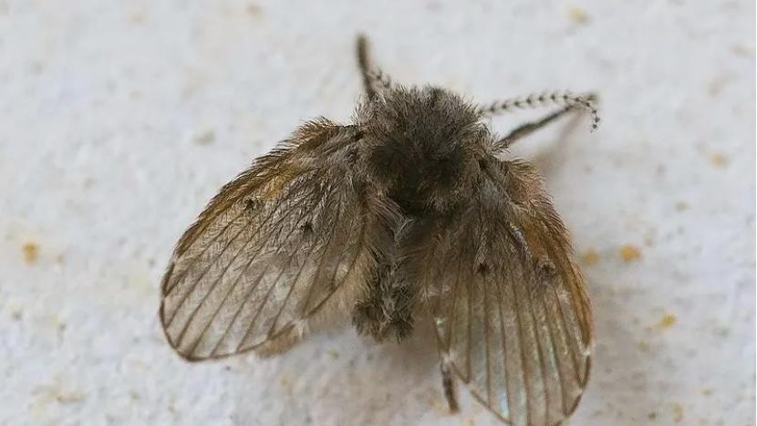 洗手间有小飞虫怎么办没有地漏,卫生间墙上有很多小飞虫怎么办