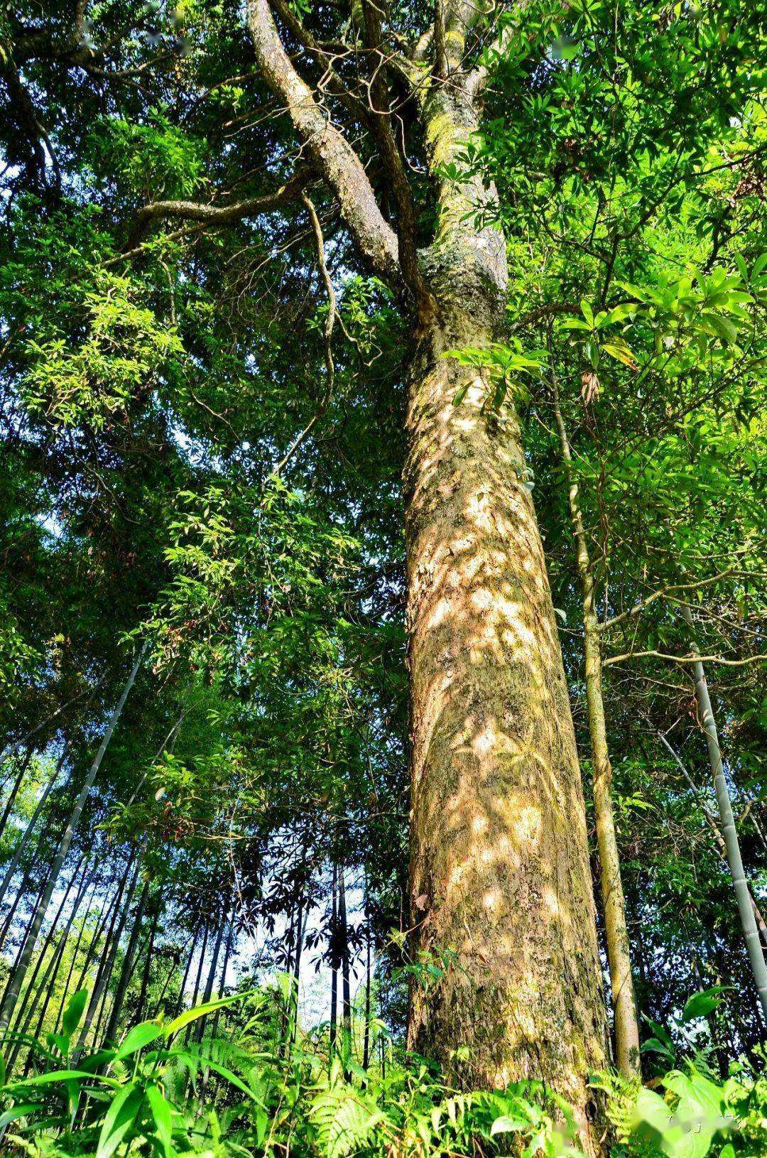 金丝楠木树苗为啥没人种,金丝楠木那么贵为何无人种