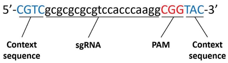 crispr蛋白质定位,crispr蛋白质