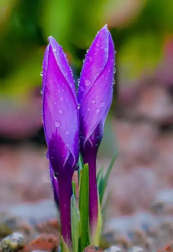 贬低自己夸赞算计自己的人,自以为是贬低别人抬高自己