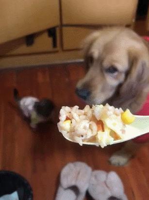 为什么狗狗“交配”的时候，不能轻易打断？