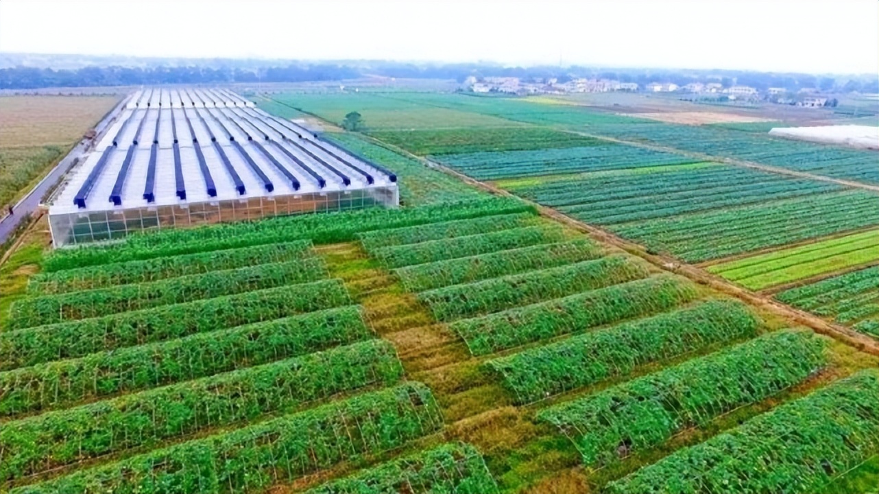日本人在山东租了1500亩地,日本人在山东租地1500亩现状