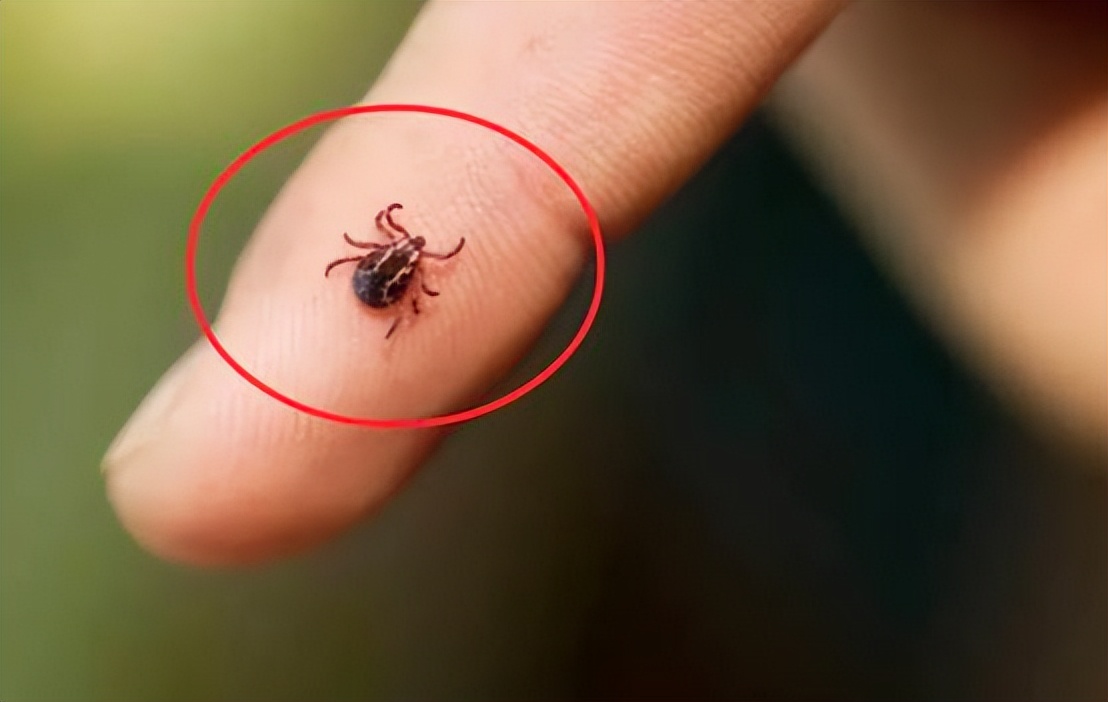 宠物护理小贴士在冬天保护狗爪子,关于狗爪子的10个小知识