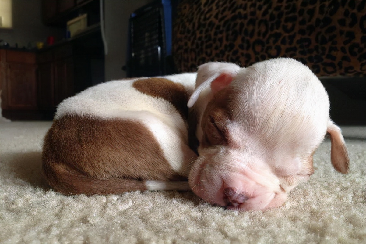 茶杯犬为什么便宜,拿命换的茶杯犬