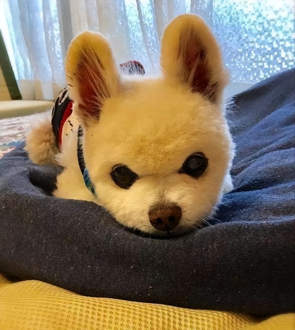 为什么许多人不喜欢养博美犬,博美犬的优点和缺点